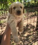 setter-cuccioli_3