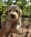 setter-cuccioli_6