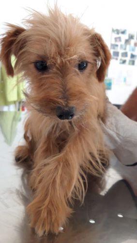 toby1_copy