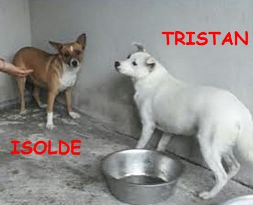 tristan_isolde