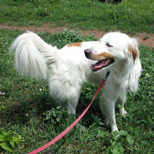 trovata_torrespaccata1