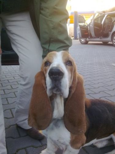 trovato_aureliaantica1