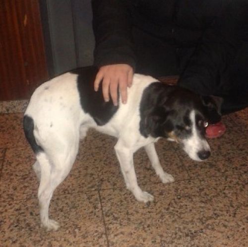 trovato_baggio