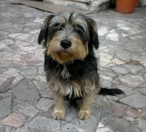 trovato_campoascolano1