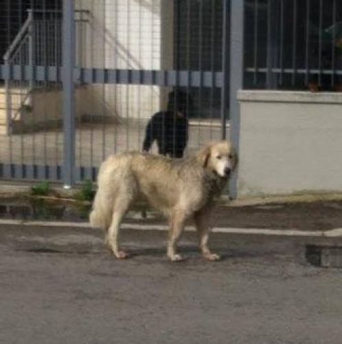 trovato_fondi_copy