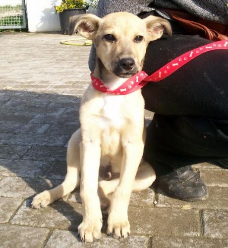 ulisse