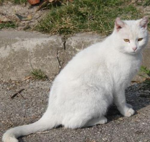 white_micio4