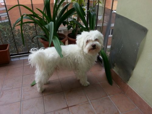 willi_maltese_20180419-WA0004_2
