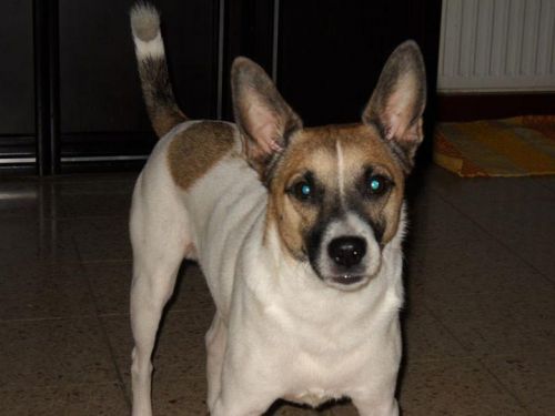 willy_jack_russel_cp1090784858_n