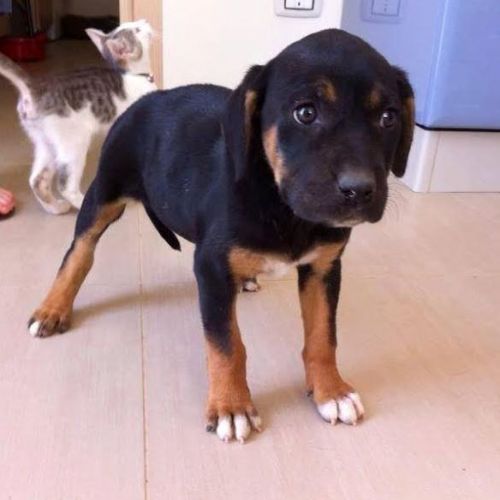 zelda_palermo