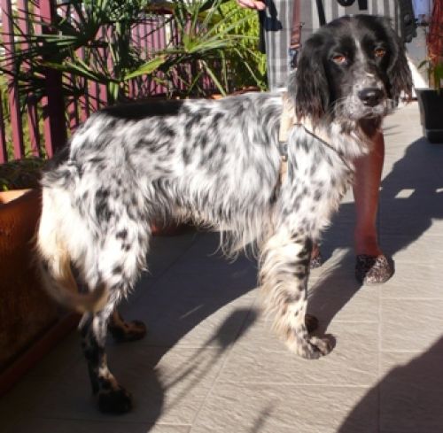zeus_setter