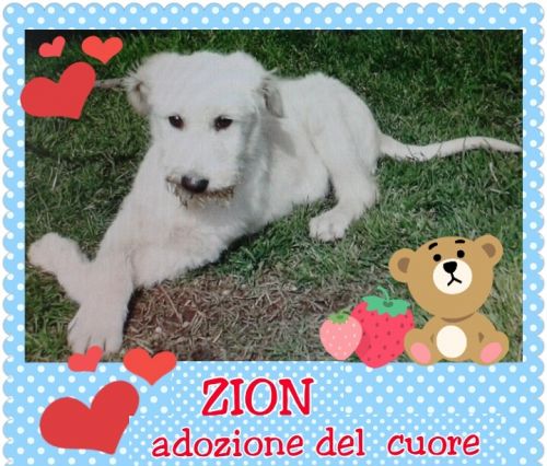 zion_adozione_del_cuore