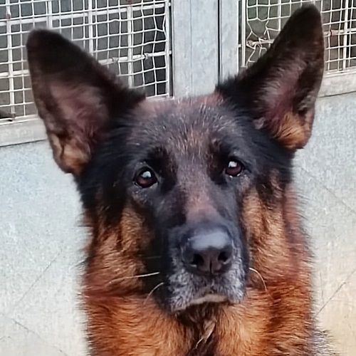 DORA_3