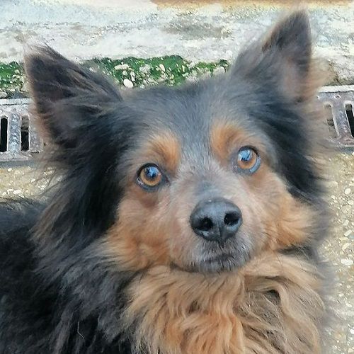 LEOPOLDINO_2