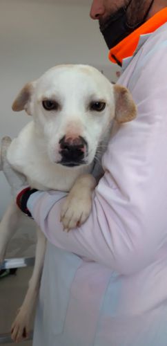LOLA1