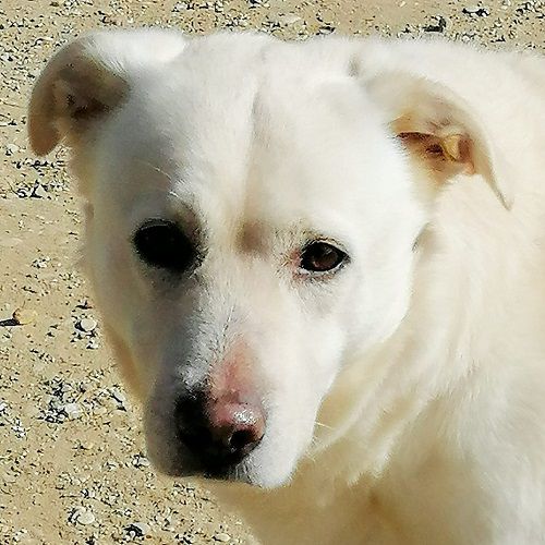 Lauretto_1