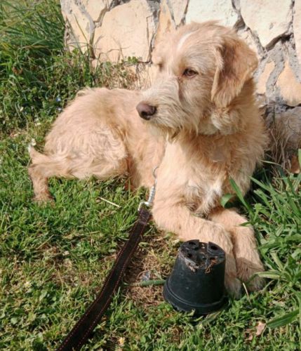 Leo_lagotto