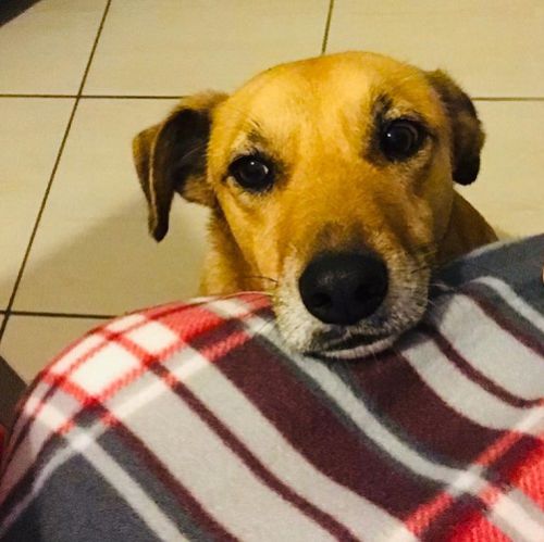 PEPITA_1