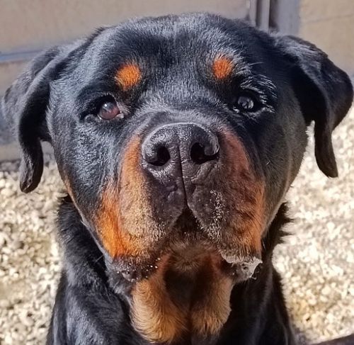 ROTTINO_2