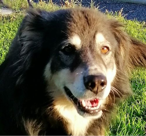 Rocky_1