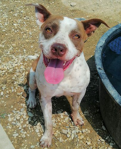 TYSON_1