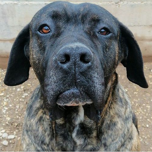ZEUS_2