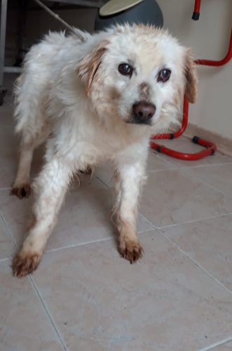 beniamino