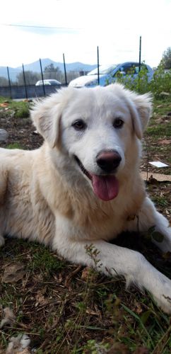 diego