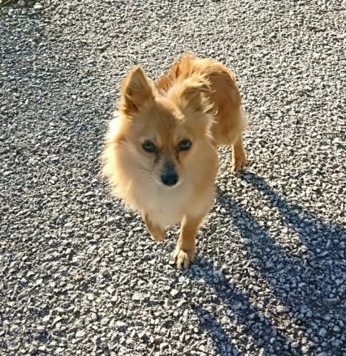 foxy