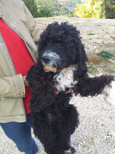 nerone