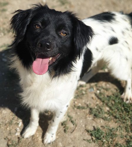 rocky_1