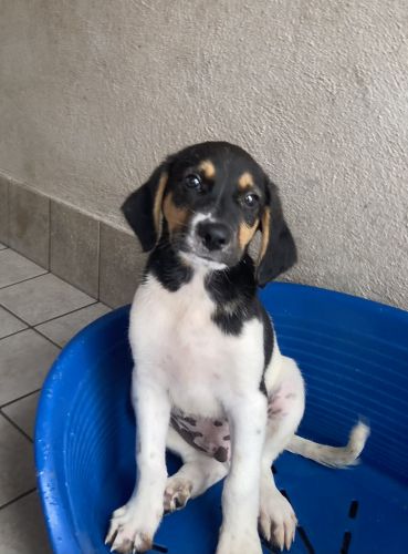 snoopy-4994_1_copy