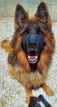 ALFRED_1