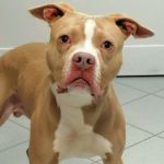 BART_2