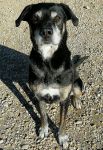 FRODO_1