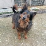LEOPOLDINO_1