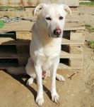 Lauretto_4