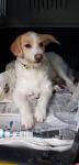 Molly_1396815987_2