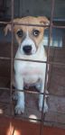PIPPO3