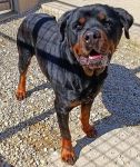 ROTTINO_1