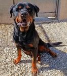 ROTTINO_3