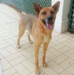 Shasta_1