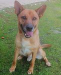 Shasta_2