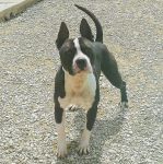 TAZ_3