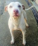 TOBIA_2