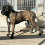 ZEUS_1