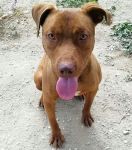 bruno_1
