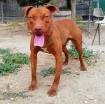 bruno_2
