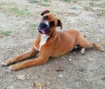 damiano_1