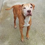 elvis_1